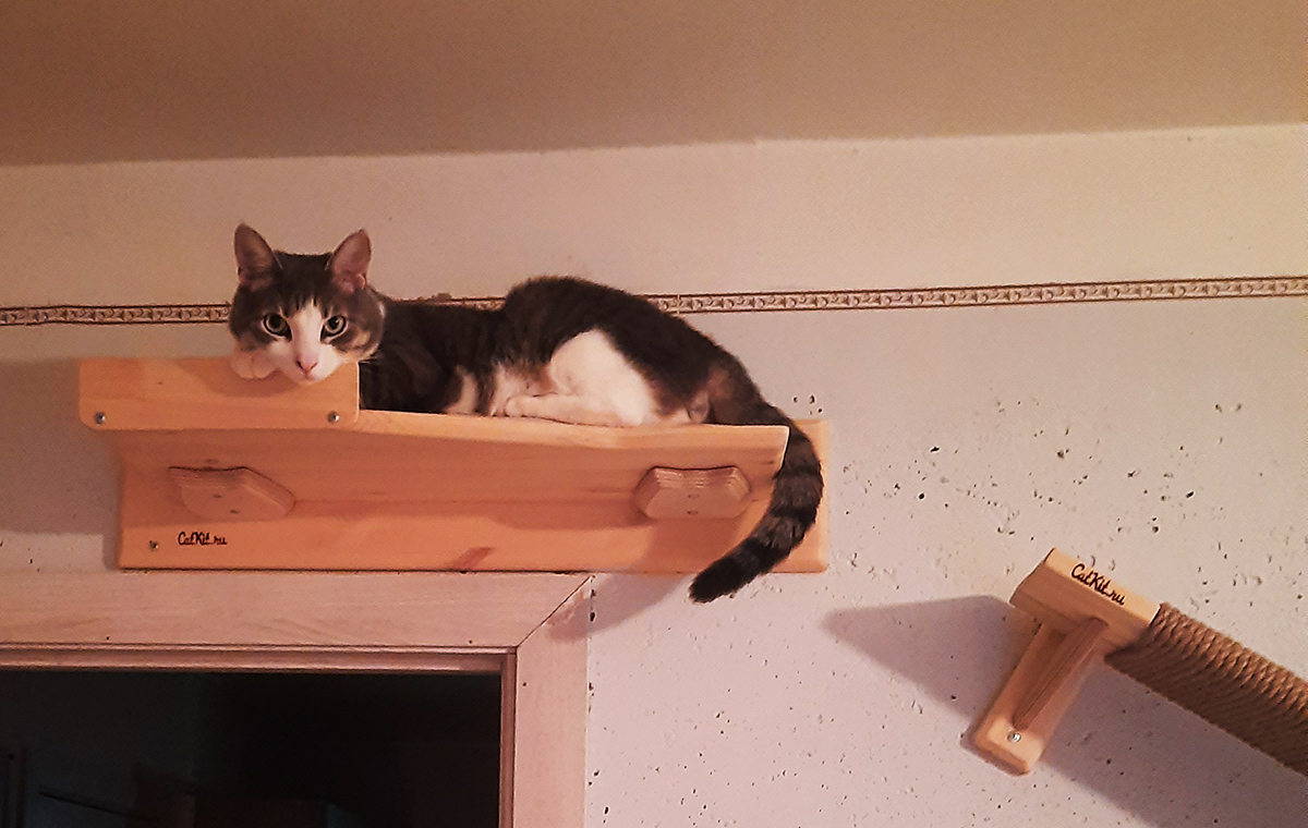 Лазалка настенная из дерева для кошек